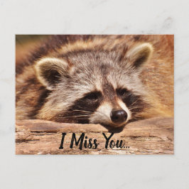 Cute Raccoon Vykort
