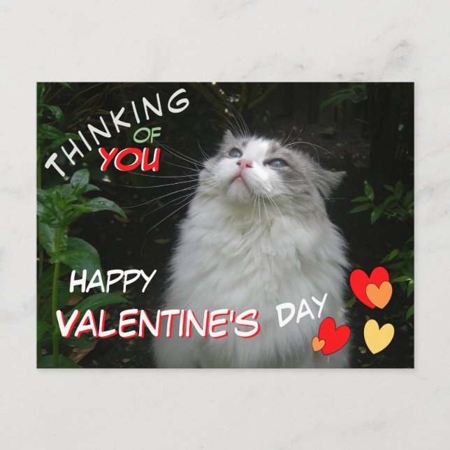 Cute Ragdoll Cat Glad Valentine Day Postcard Vykort (Framsida)
