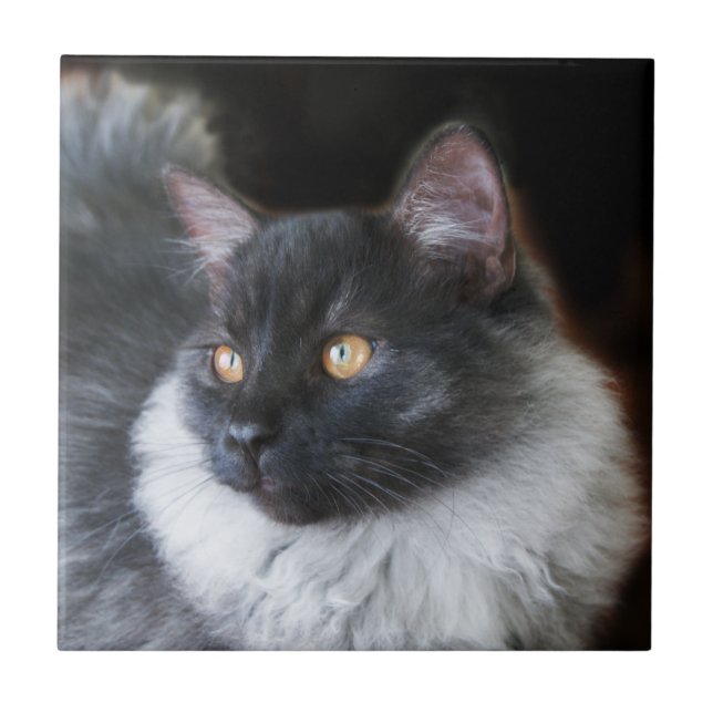 Cute Ragdoll Cat Kitten Rag Doll Kattunge Photo Kakelplatta (Framsidan)