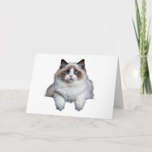 Cute Ragdoll Cat Kort
