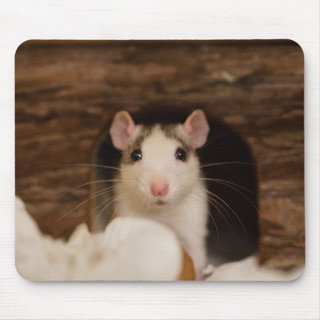 Cute Rat Musmatta (Framsidan)