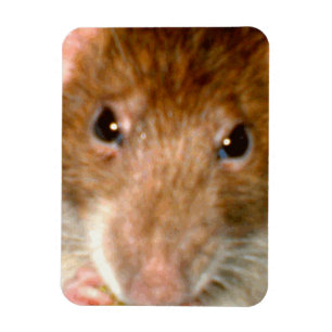 Cute Råtta Ansikte Premium Magnet