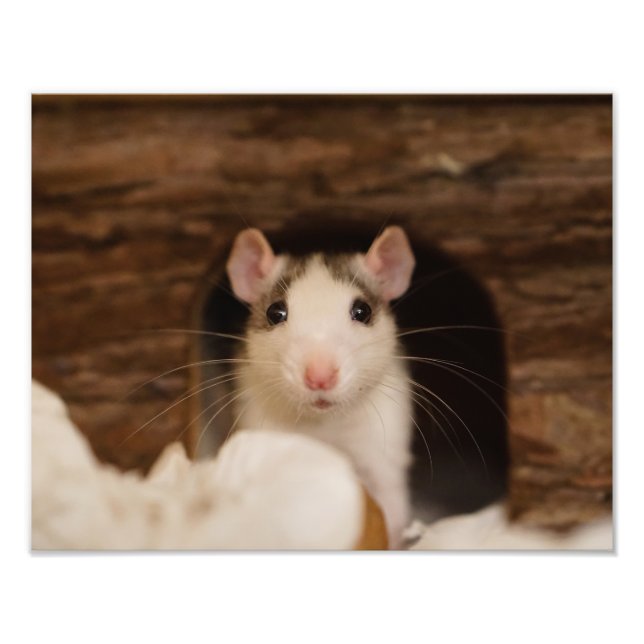 Cute Råtta Fototryck (Framsidan)