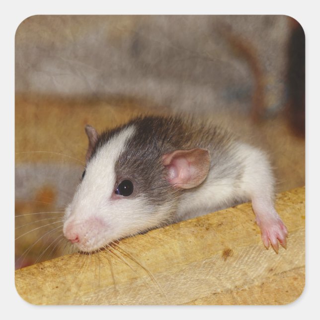 Cute Råtta Fyrkantigt Klistermärke (Framsida)