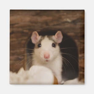 Cute Råtta Magnet