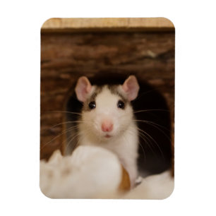 Cute Råtta Magnet