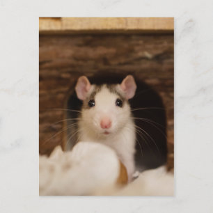 Cute Råtta Vykort