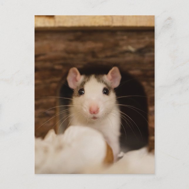 Cute Råtta Vykort (Framsida)