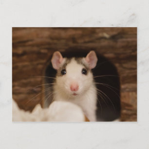 Cute Råtta Vykort