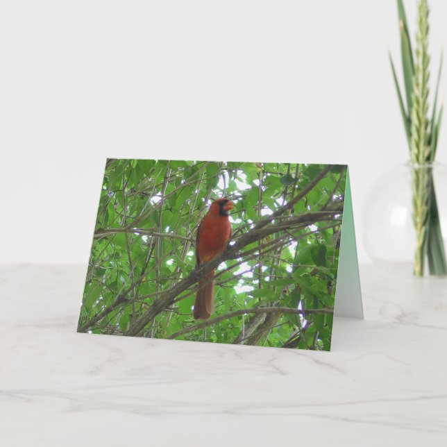 Cute Red Cardinal i Träd Blank Kort (Framsida)