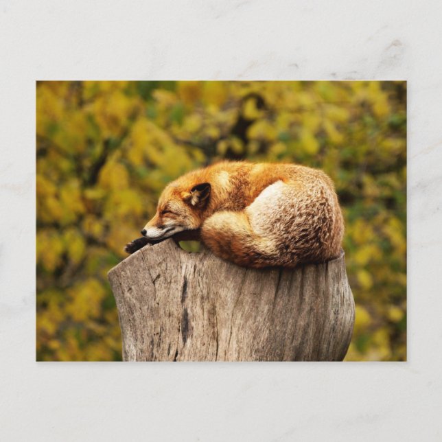 Cute Red Fox Resten på Träd-stump Vykort (Framsida)