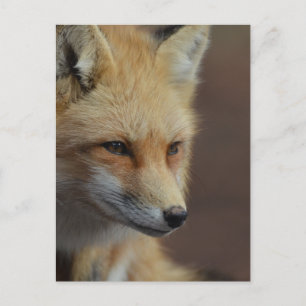 Cute Red Fox Vykort