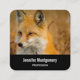 Cute Red Fox Wilderness Nature Fotography Square Fyrkantigt Visitkort