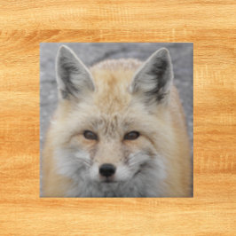 Cute Red Fox Wildlife Photo Kakelplatta