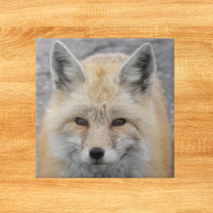 Cute Red Fox Wildlife Photo Kakelplatta