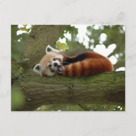 Cute Red Panda Bear Nature Destiny Vykort