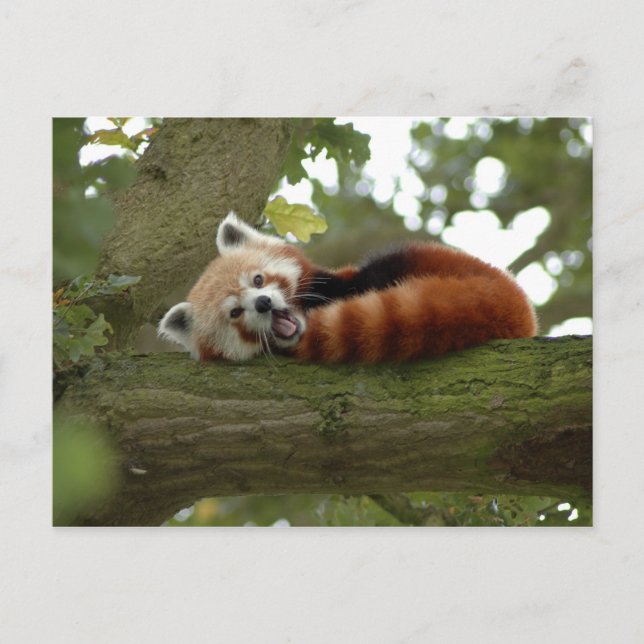 Cute Red Panda Bear Nature Destiny Vykort (Framsida)