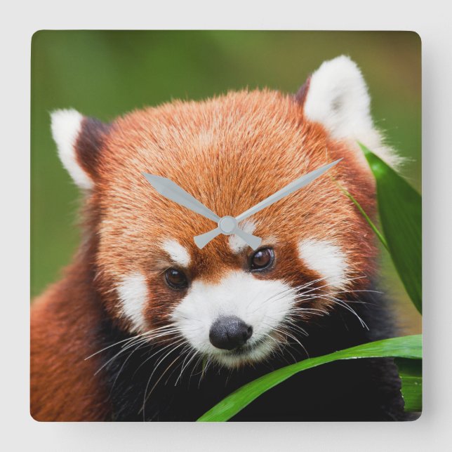Cute Red Panda Fyrkantig Klocka (Framsida)