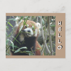Cute Red Panda HEJ Postcard Vykort