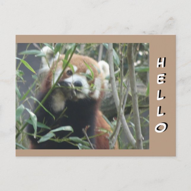 Cute Red Panda HEJ Postcard Vykort (Framsida)