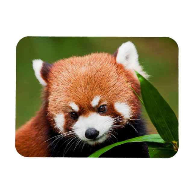 Cute Red Panda Magnet (Horisontell)