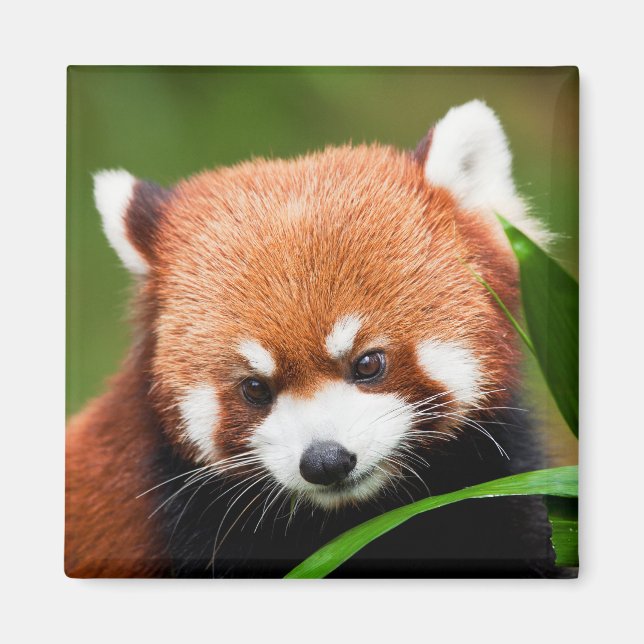 Cute Red Panda Magnet (Framsidan)