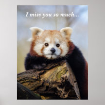 Cute Red Panda Miss You så mycket
