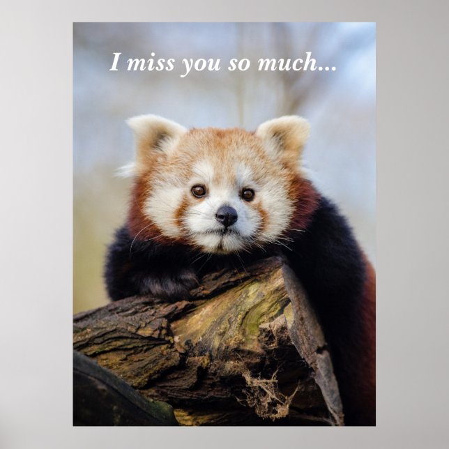 Cute Red Panda Miss You så mycket Poster (Framsidan)