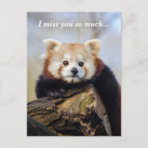 Cute Red Panda Miss You så mycket