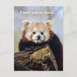 Cute Red Panda Miss You så mycket Vykort