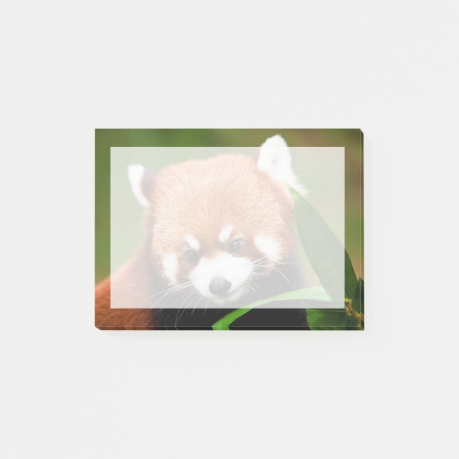 Cute Red Panda Post-it Block (Framsida)