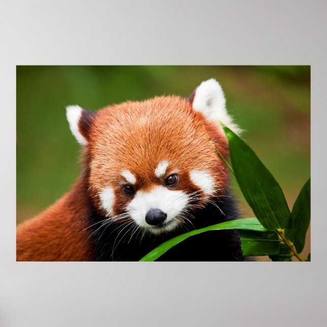 Cute Red Panda Poster (Framsidan)