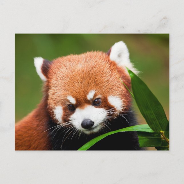Cute Red Panda Vykort (Framsida)