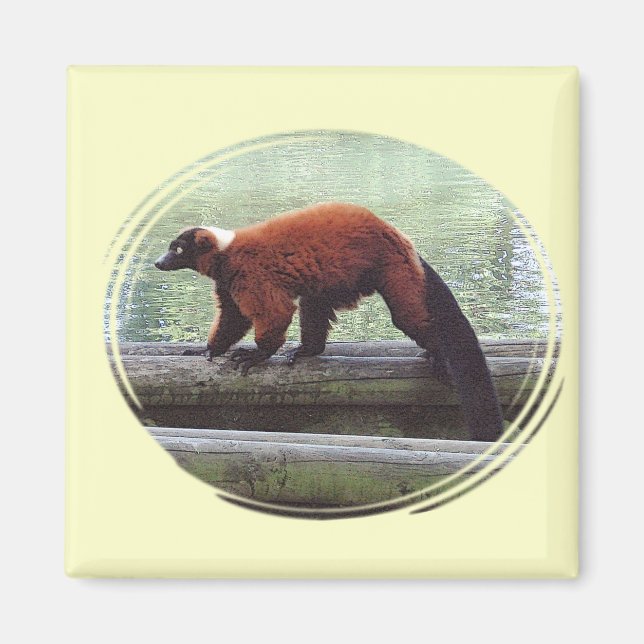 Cute Red Ruffed Lemur Red Päls White Nacke Magnet (Framsidan)