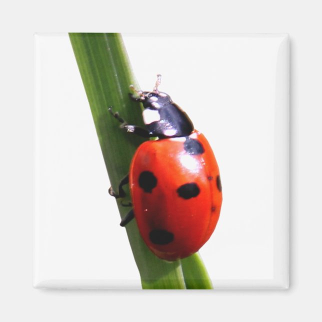 Cute Red Spoted Ladybug Magnet (Framsidan)