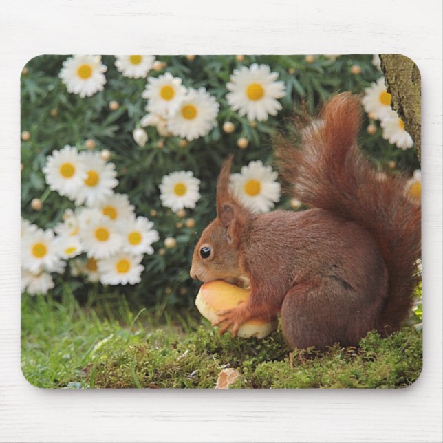 Cute Red Squirrel and Daisies Photo Musmatta (Framsidan)