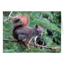 Cute Red Squirrel Card Hälsningskort