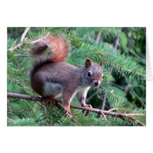 Cute Red Squirrel Card Hälsningskort