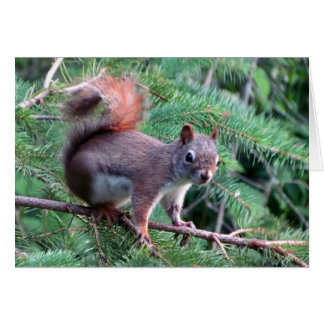 Cute Red Squirrel Card Hälsningskort