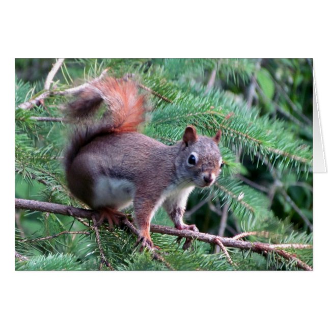 Cute Red Squirrel Card Hälsningskort (Framsidan Horizontal)