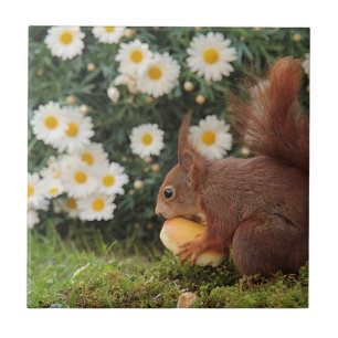 Cute Red Squirrel Daisys Ceramic Tile Kakelplatta