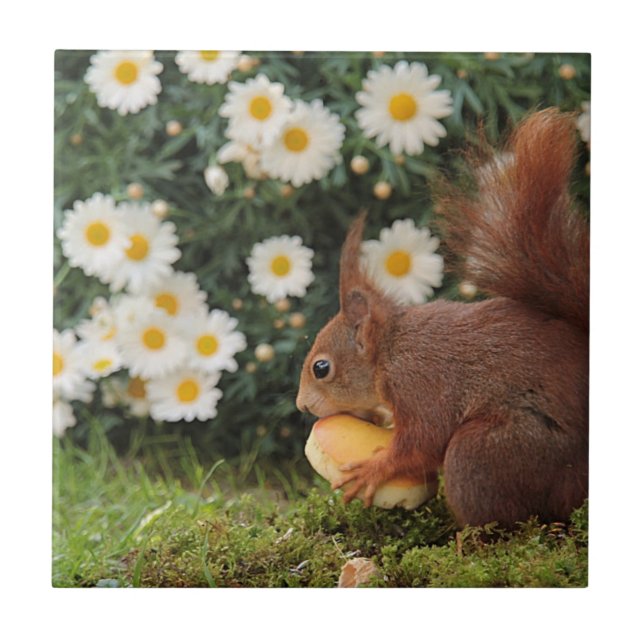Cute Red Squirrel Daisys Ceramic Tile Kakelplatta (Framsidan)