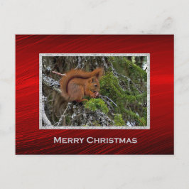 Cute Red Squirrel Gräs Photo jul Vykort