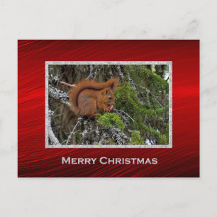 Cute Red Squirrel Gräs Photo jul Vykort