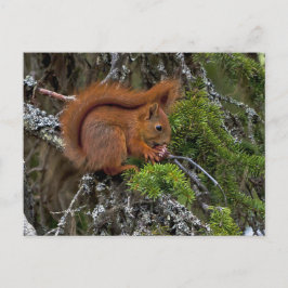 Cute Red Squirrel Gräs Photo Vykort