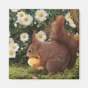 Cute Red Squirrel och Daisys Photo Magnet
