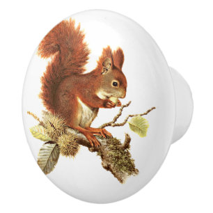 Cute Red Squirrel på Gren Knopp