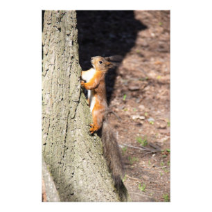 Cute Red Squirrel på träd Fototryck