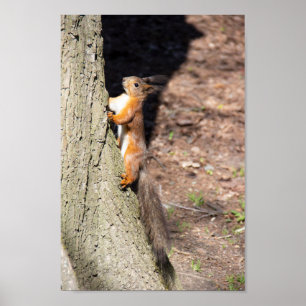 Cute Red Squirrel på träd Poster