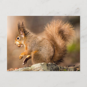 Cute Red Squirrel samlar nöt Vykort